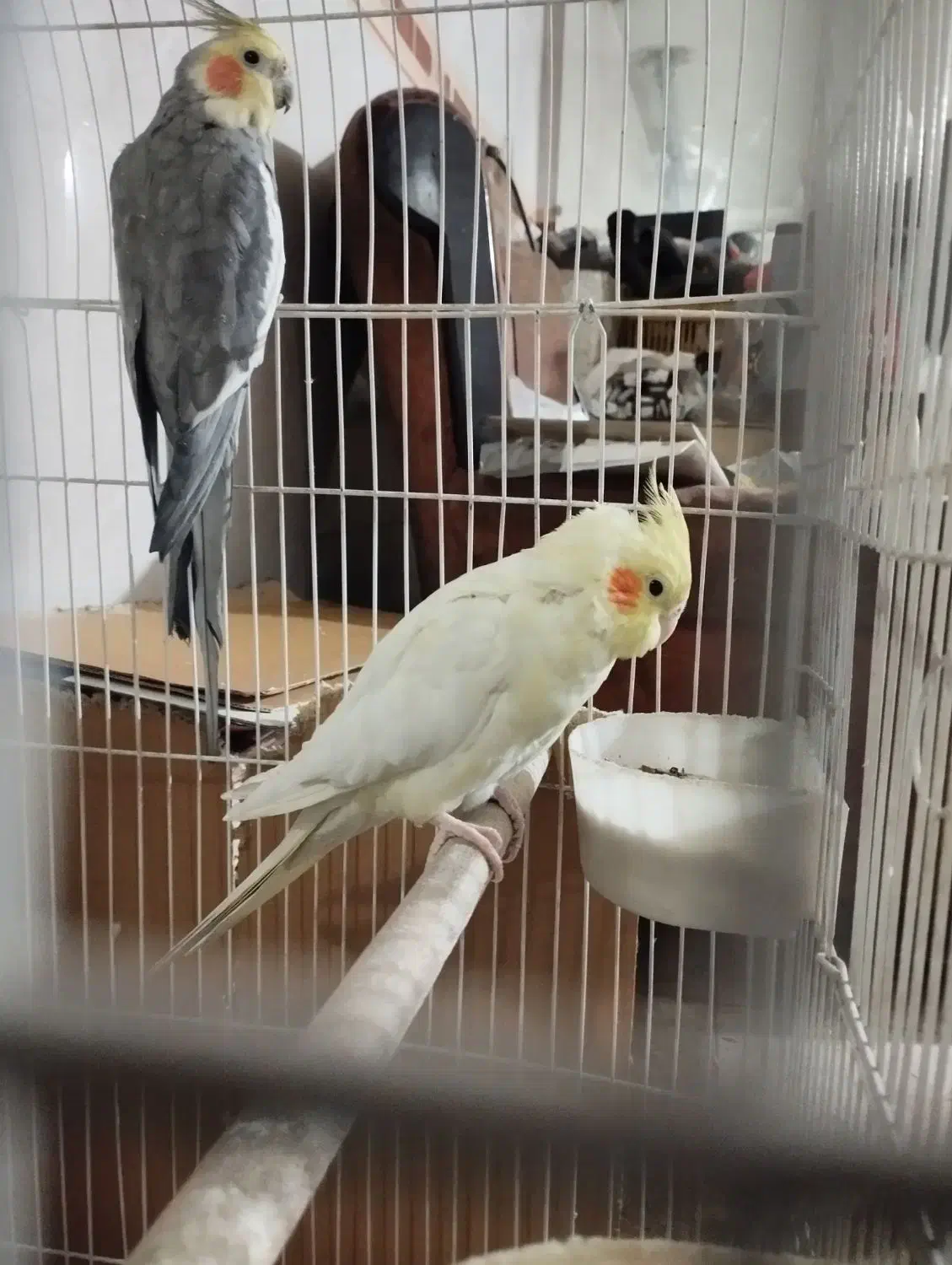 یک جفت عروس هلندی مولد|پرنده|شهریار, کهنز|دیوار