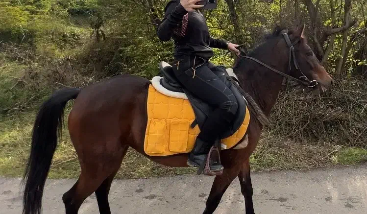 مادیون تمام یورقه|اسب و تجهیزات اسب‌سواری|شاندرمن, |دیوار