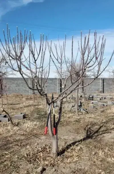هرس درخت|خدمات باغبانی و درختکاری|بروجرد, |دیوار