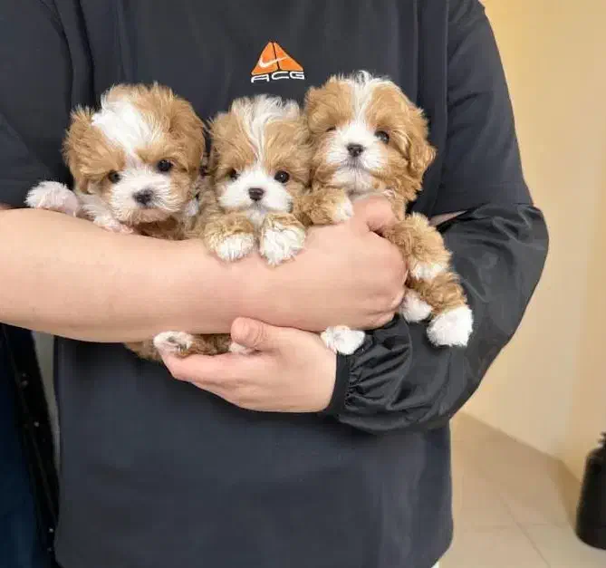 پاپی خوشکل|سگ|اردبیل, |دیوار