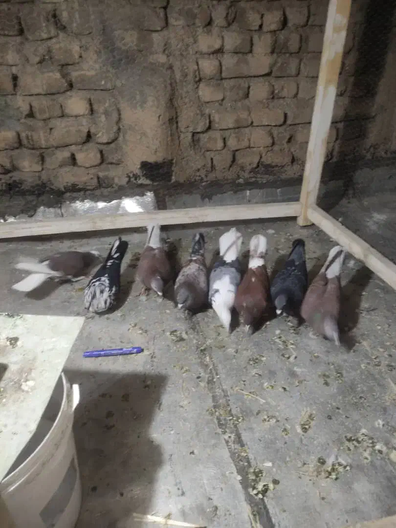 کبوتر|پرنده|بروجرد, |دیوار