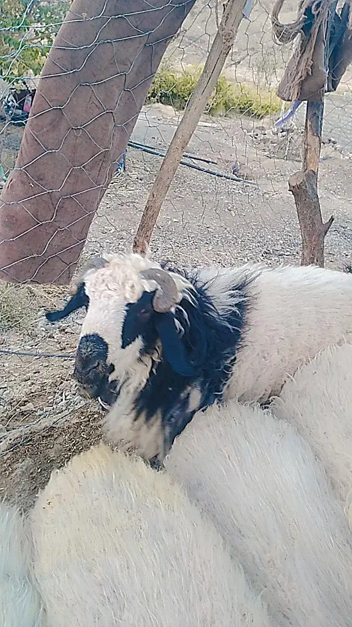 گوسفند|حیوانات مزرعه|خاش, |دیوار