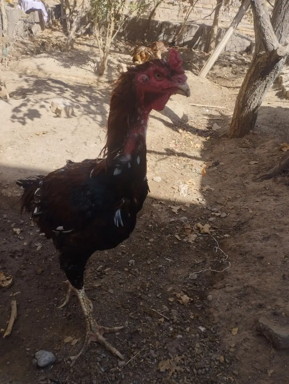 خروسومرغلاری|حیوانات مزرعه|تایباد, |دیوار