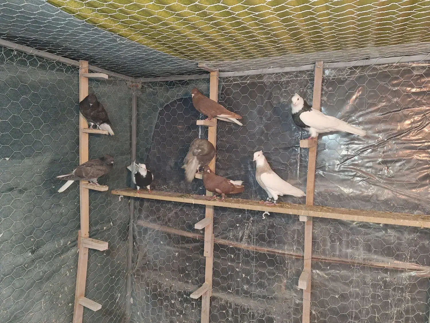 کبوتر رنگی . دمسفید  و  طوقی|پرنده|شاهین‌شهر, شهرک میلاد|دیوار