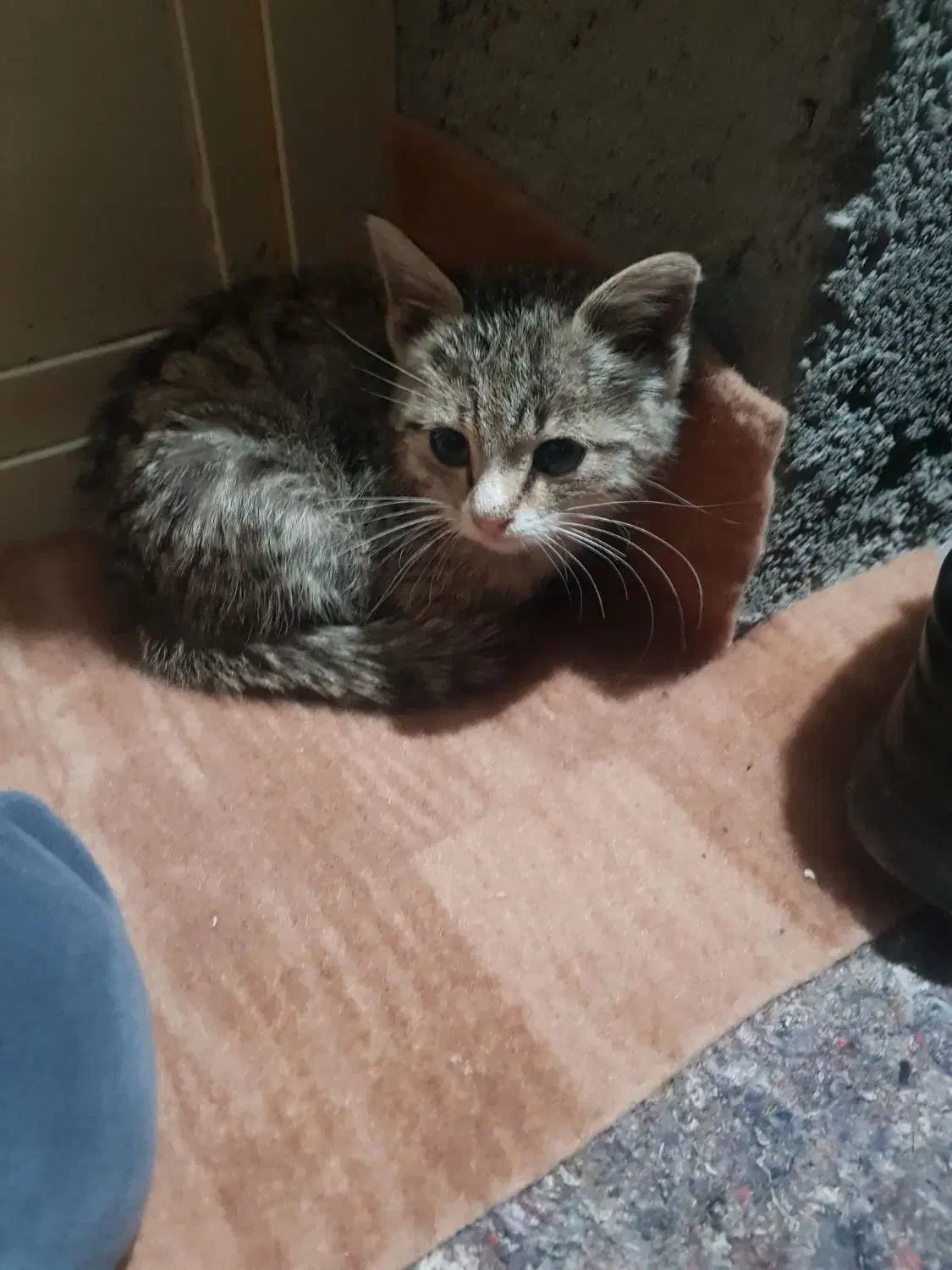 بچه گربه نر سه ماهه|گربه|تیکمه داش, |دیوار