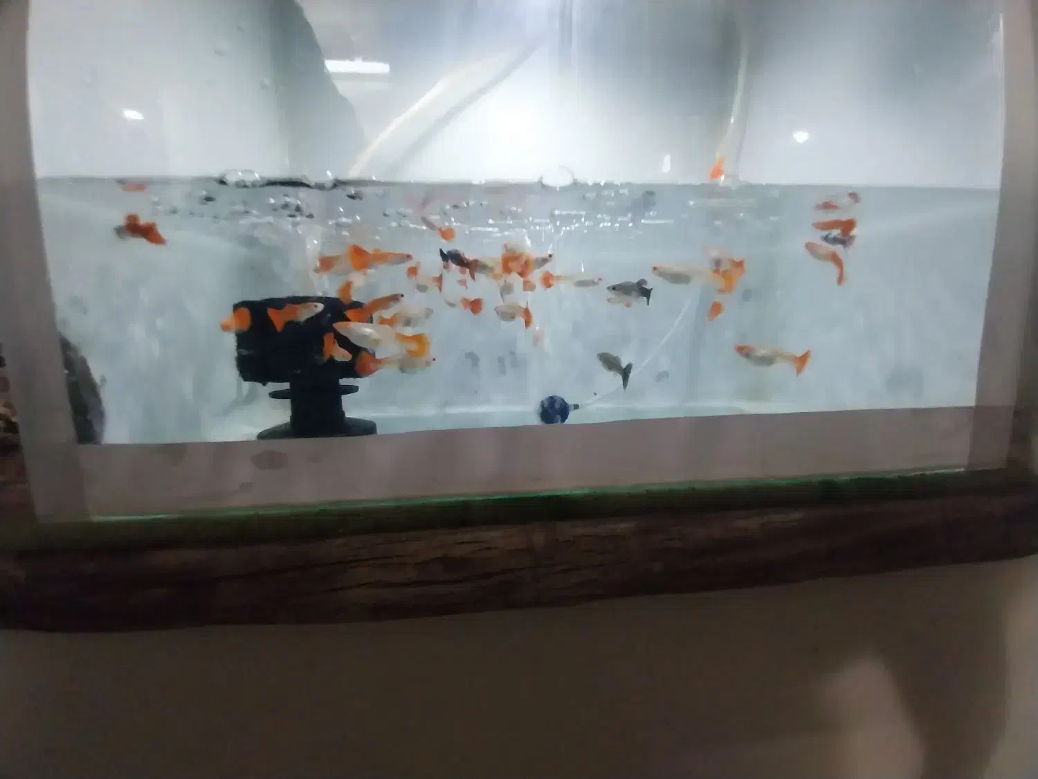 آکواریوم.. کوپی|ماهی|قم, شاه ابراهیم|دیوار