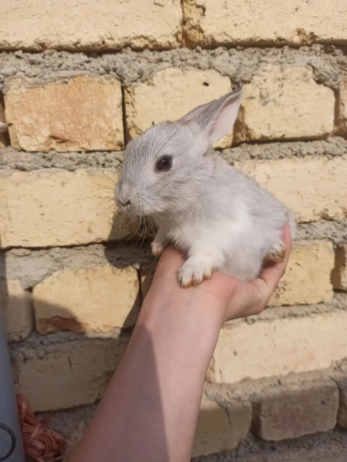 خرگوش|موش و خرگوش|ارومیه, |دیوار