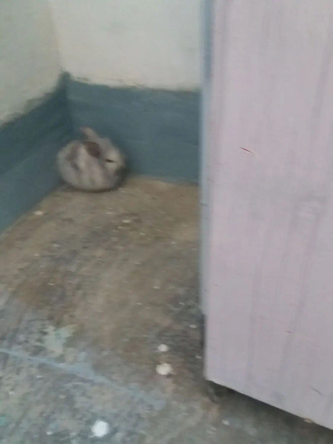 خرگوش|موش و خرگوش|بهبهان, |دیوار