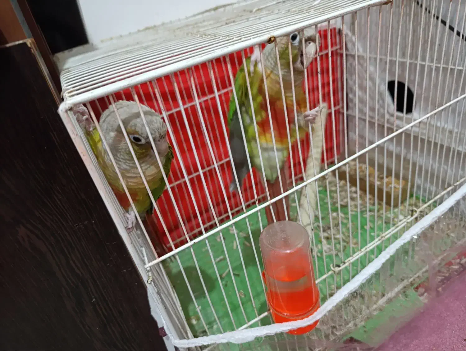 گرینچینگ|پرنده|مشهد, موعود|دیوار