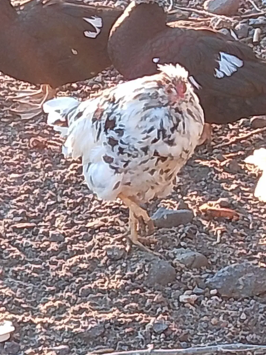 مرغ و خروس|حیوانات مزرعه|تبریز, |دیوار