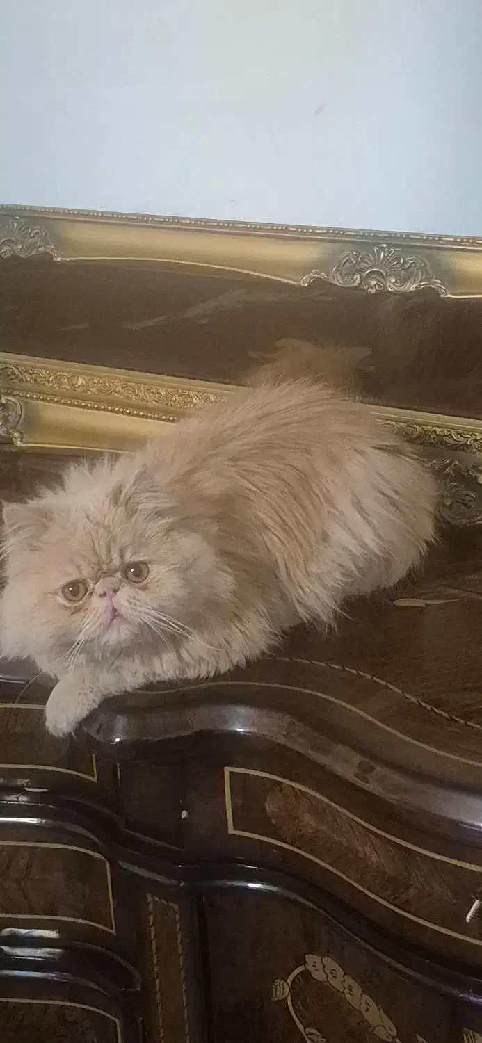 گربه پرشین|گربه|کرمان, |دیوار