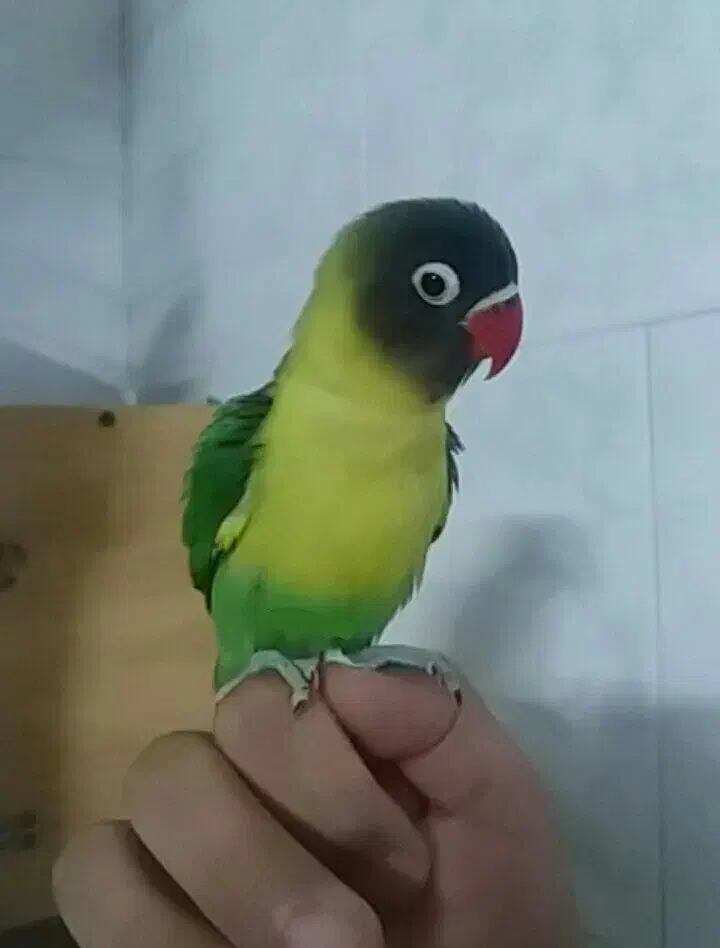 فروش یقه زرد ارجینال|پرنده|مرودشت, ابوذر شمالی|دیوار