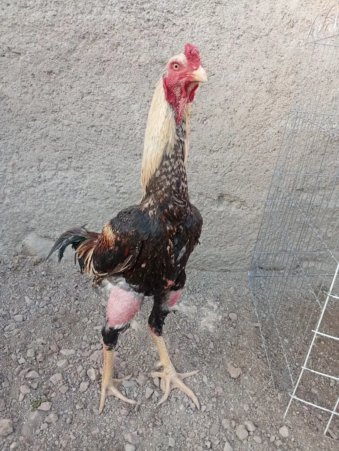 خروس لاری|حیوانات مزرعه|تهران, خاک سفید|دیوار