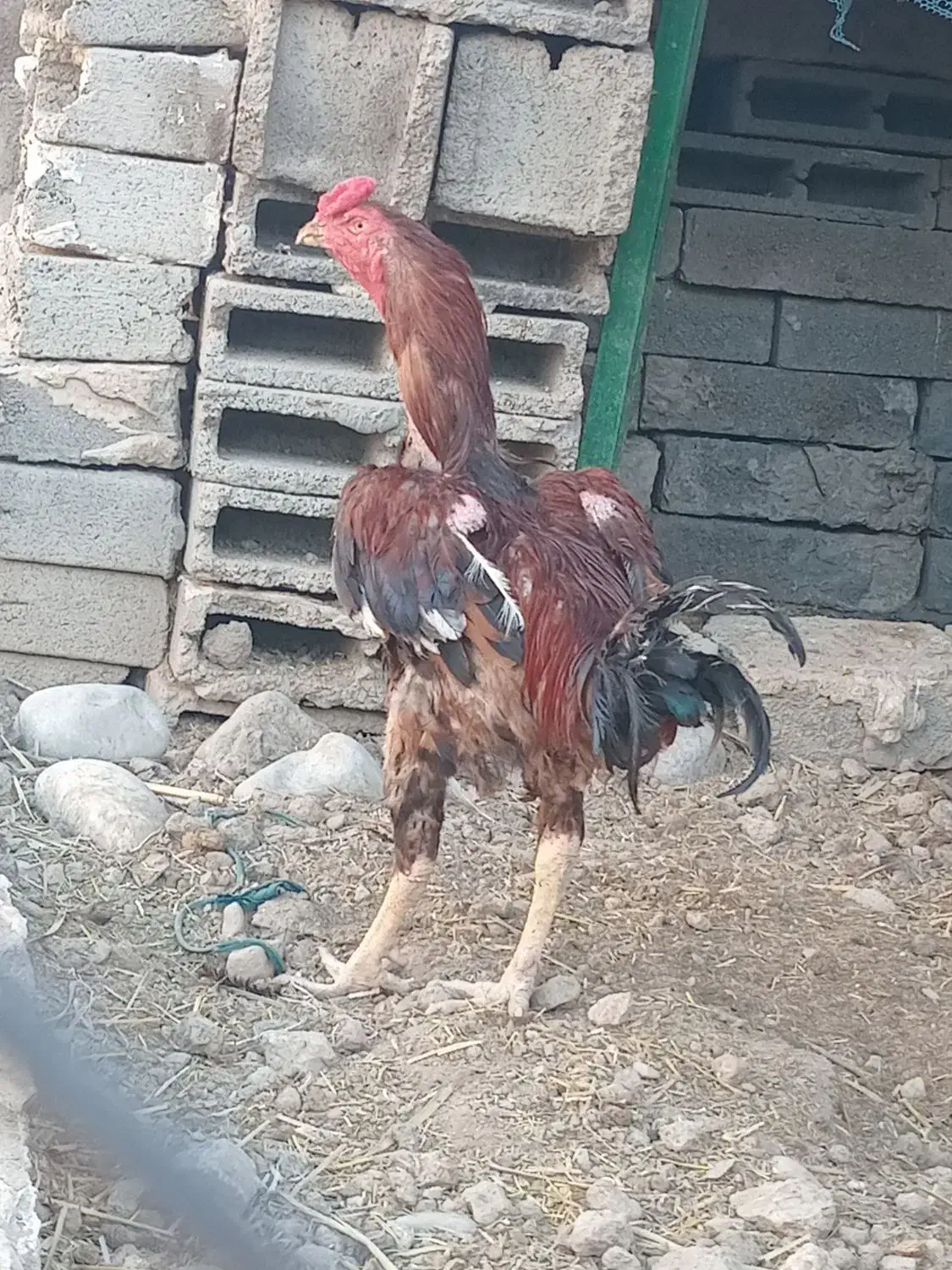 جوجه لاری|حیوانات مزرعه|دره شهر, |دیوار