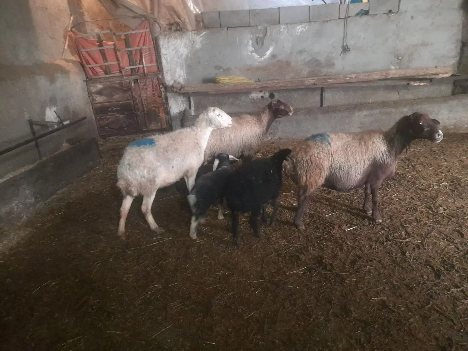 سه رس مش وبر|حیوانات مزرعه|صحنه, |دیوار