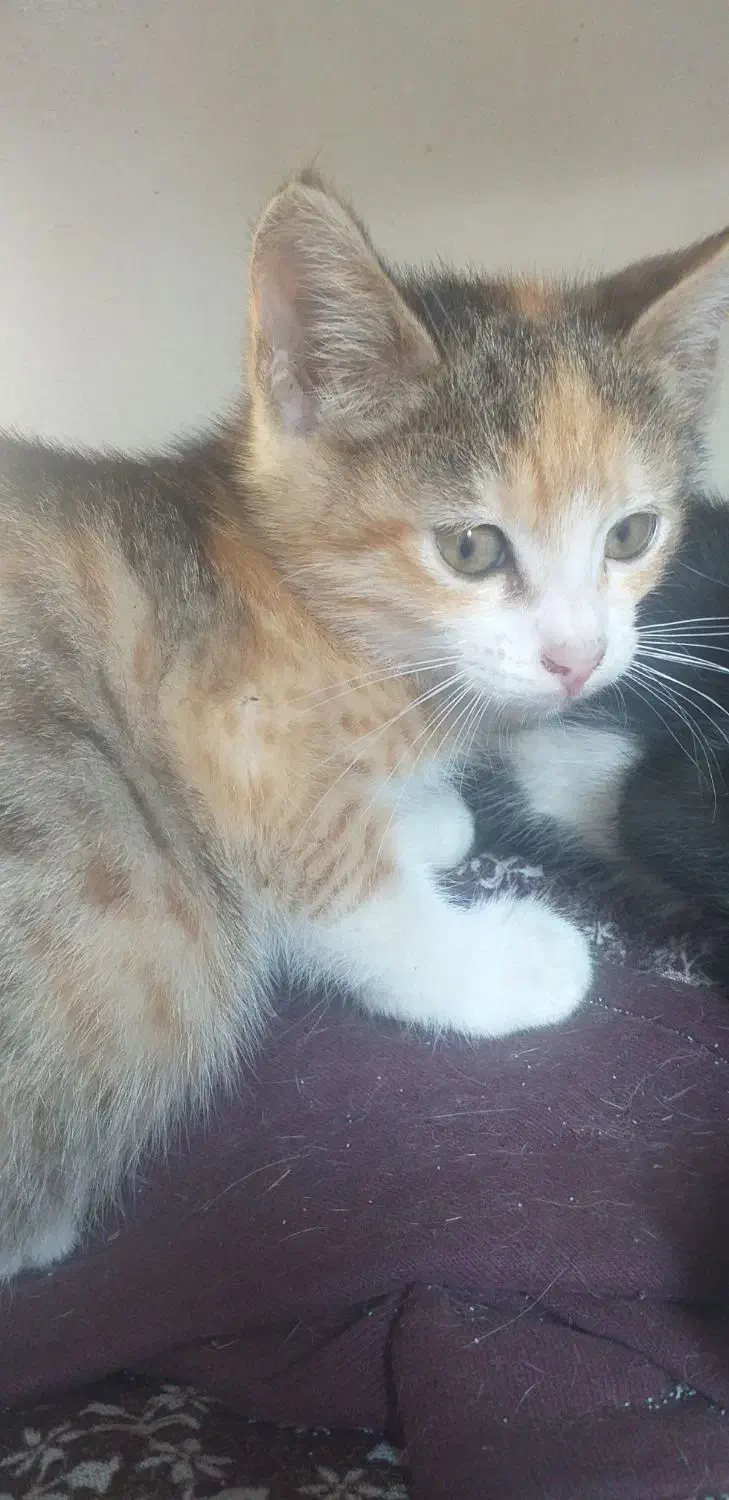 واگذاری رایگان بچه گربه|گربه|رودسر, |دیوار