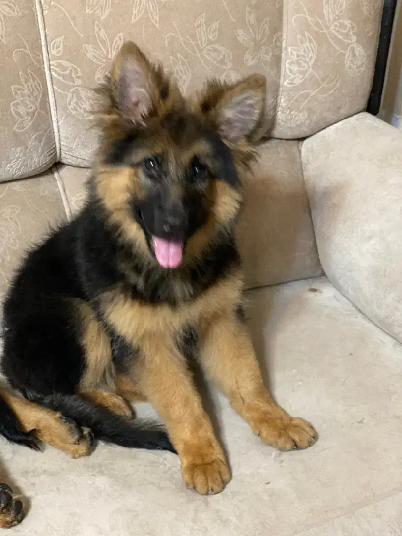 توله ژرمن شپرد شولاین حرفه ایی|سگ|شیراز, سجادیه|دیوار