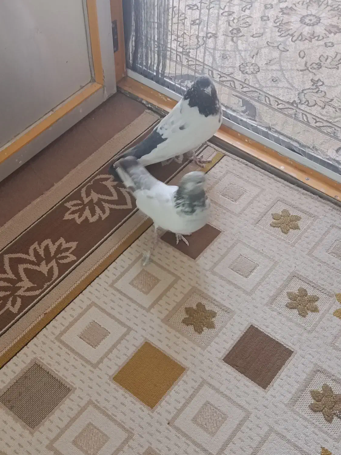 کبوتر|پرنده|لالجین, |دیوار