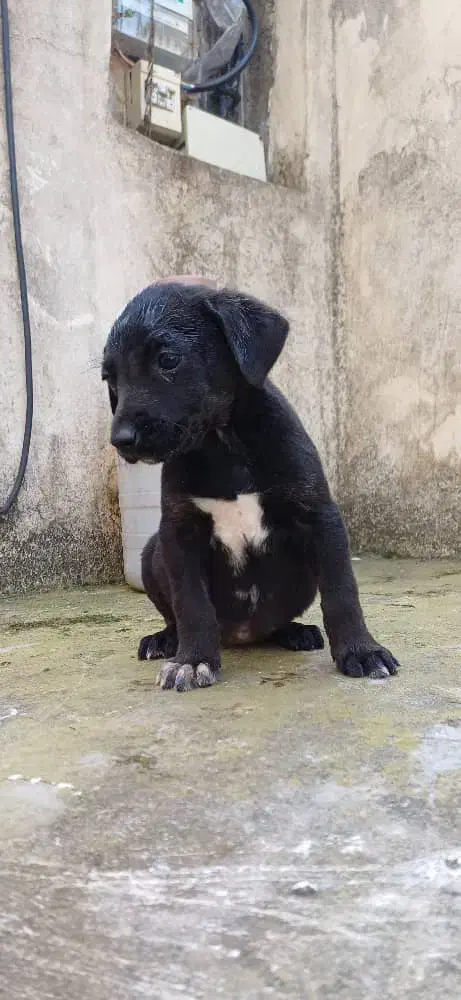 توله‌سگ گریت‌دین اصیل فوق‌العاده درشت و سالم|سگ|رشت, حومه رشت|دیوار