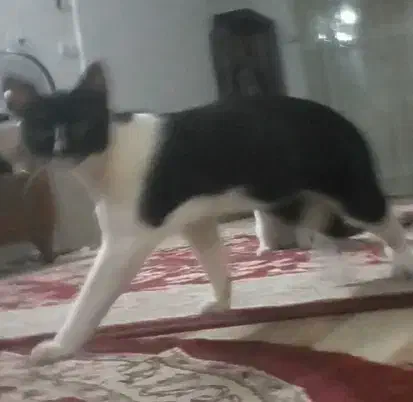 گربه گمشده در صالح آباد.  مژدگانی دریافت کنید|گربه|سبزوار, صالح آباد|دیوار