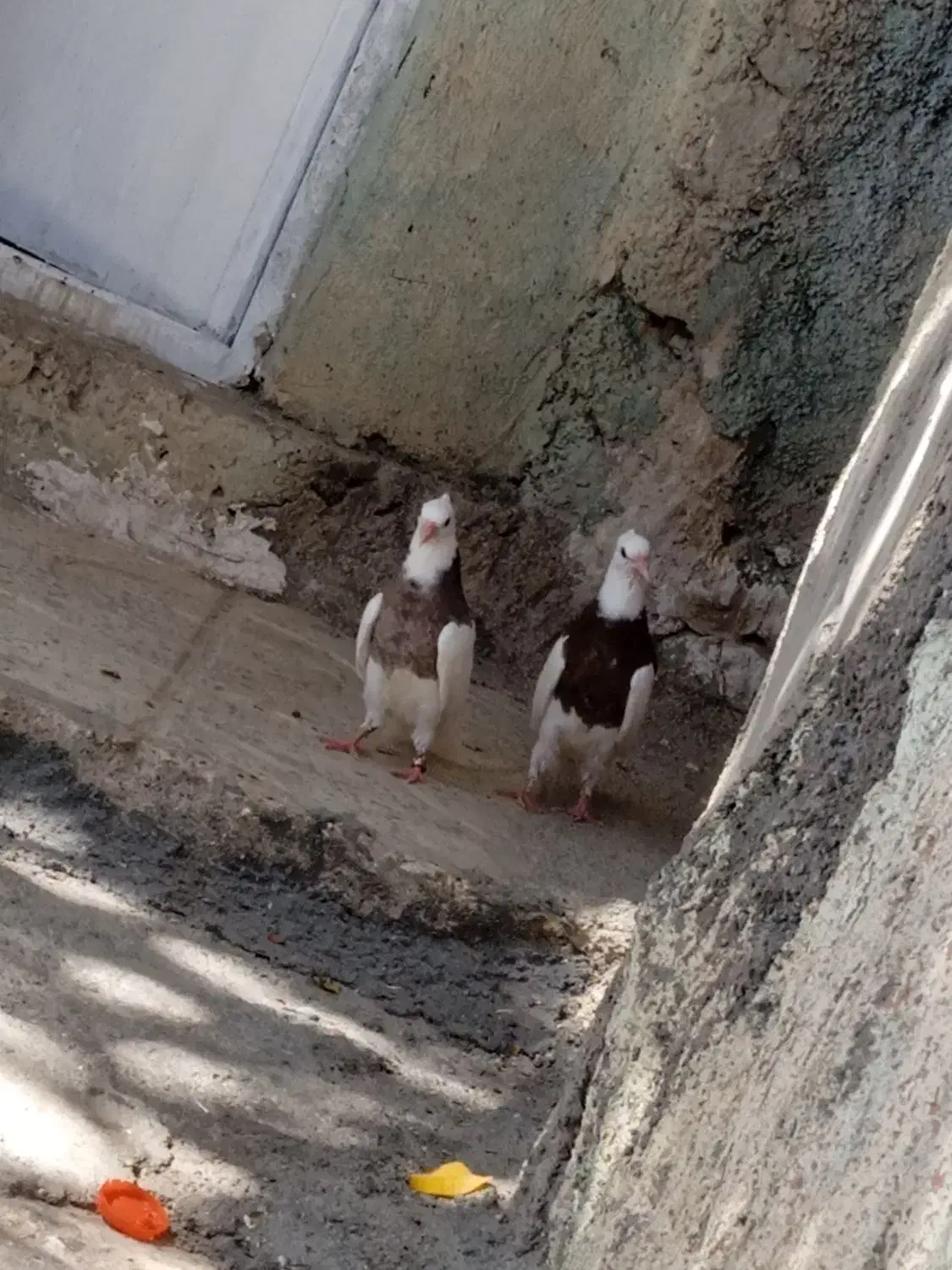 جفت جوجه طوقی|پرنده|سمیرم, |دیوار