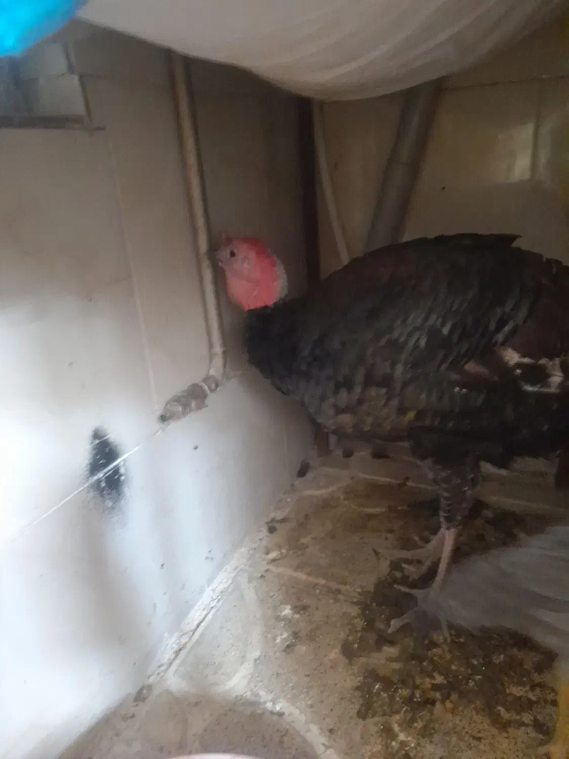 بوغلمون گم کردم|حیوانات|تربت جام, کشتارگاه|دیوار