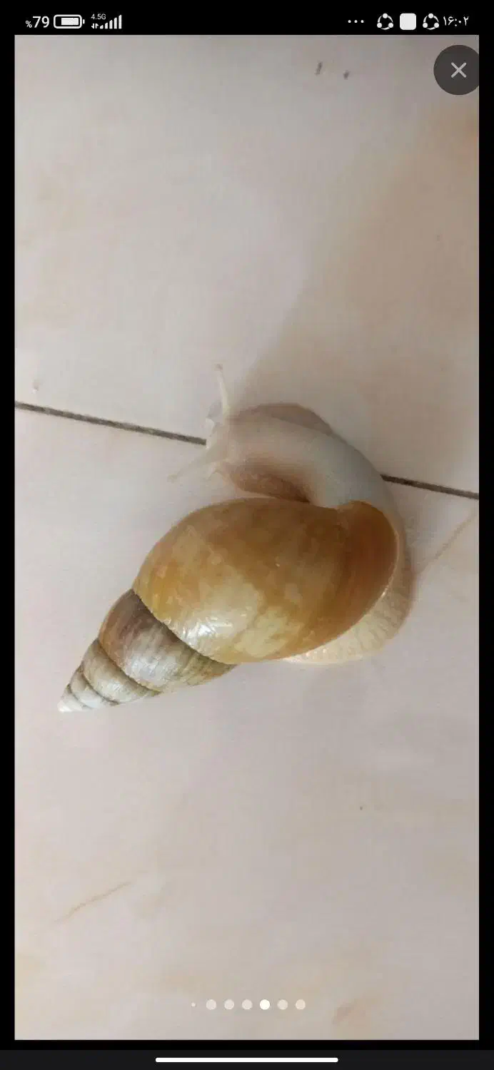 حلزون اچاتینا البینو|خزنده|شیراز, شهرک ترکان|دیوار