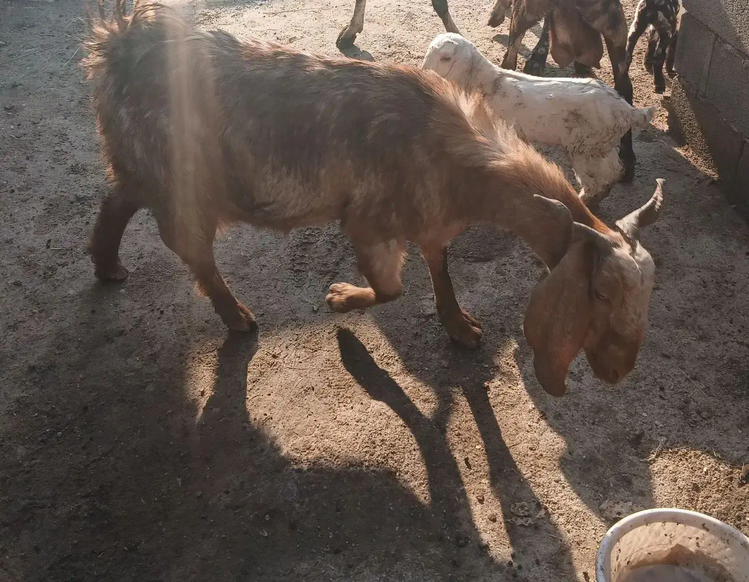 شادگان|حیوانات مزرعه|شادگان, |دیوار