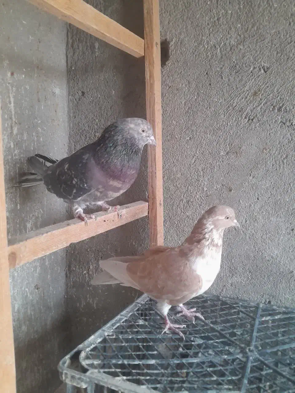 نرو ماده های ضمانتی فقط۱بار خرید کن|پرنده|کاشان, آیت الله سعیدی|دیوار