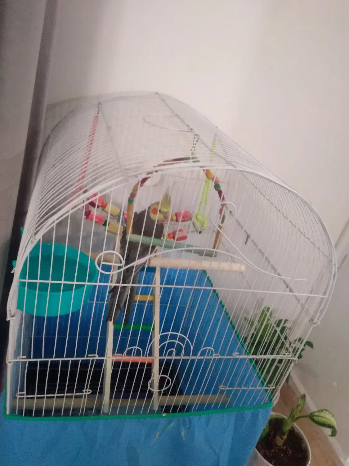 عروس هلندی|پرنده|ساوه, |دیوار