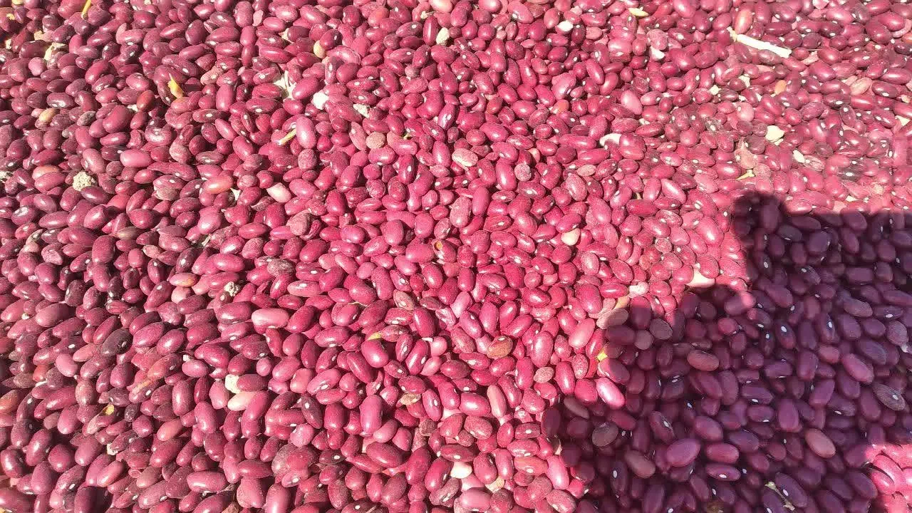 لوبیا قرمز|عمدهفروشی|تاکستان, |دیوار