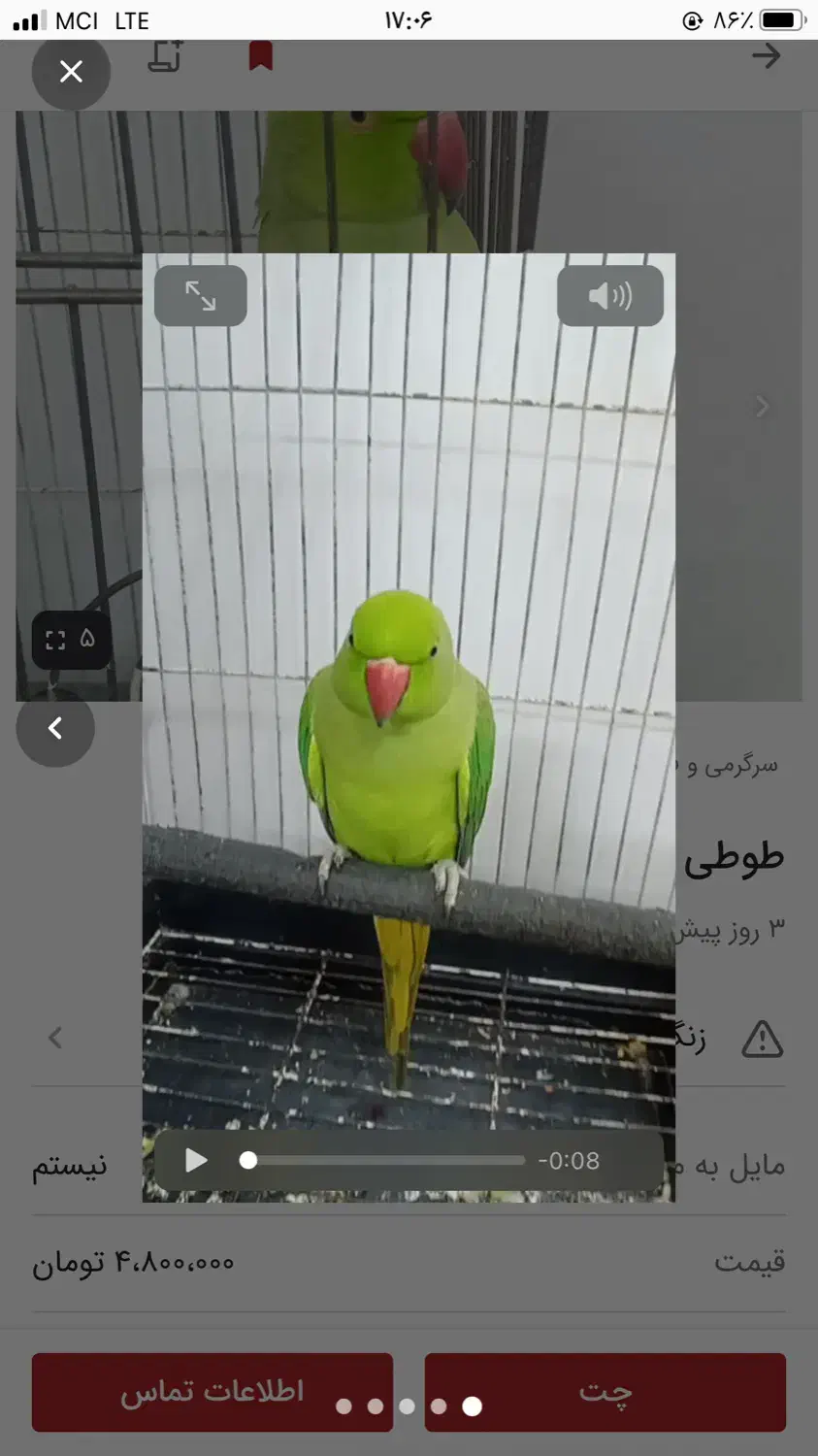 طوطی ملنگوی دوساله فروش فوری|پرنده|اردبیل, |دیوار