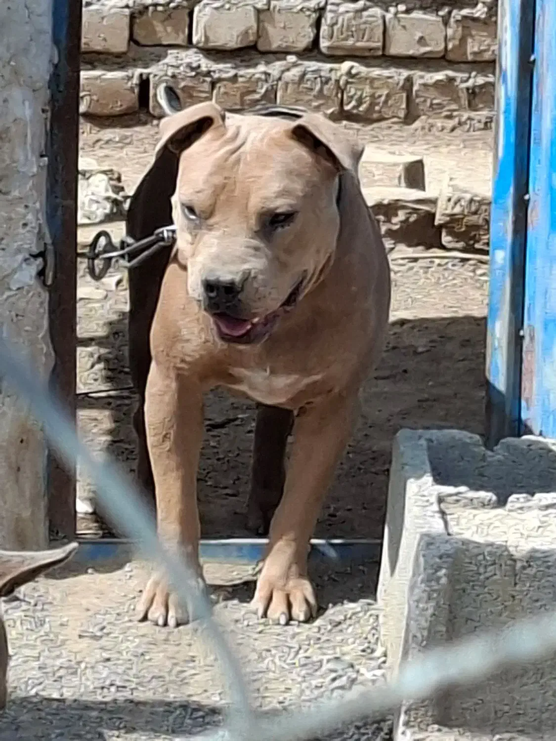 پیتبول نر۱ ساله ، خالص آمریکایی و یک پیتبول ماده|سگ|ورامین, قويينک زهری|دیوار