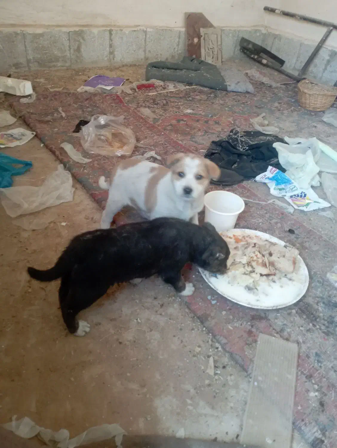 واگذاری سه عدد توله نر و یک ماده|سگ|تربت‌حیدریه, بوستان باغ ملی|دیوار