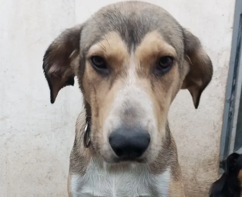 واگذاری سگ دو رگ ماده فوق العاده باهوش رایگان|سگ|رودسر, |دیوار