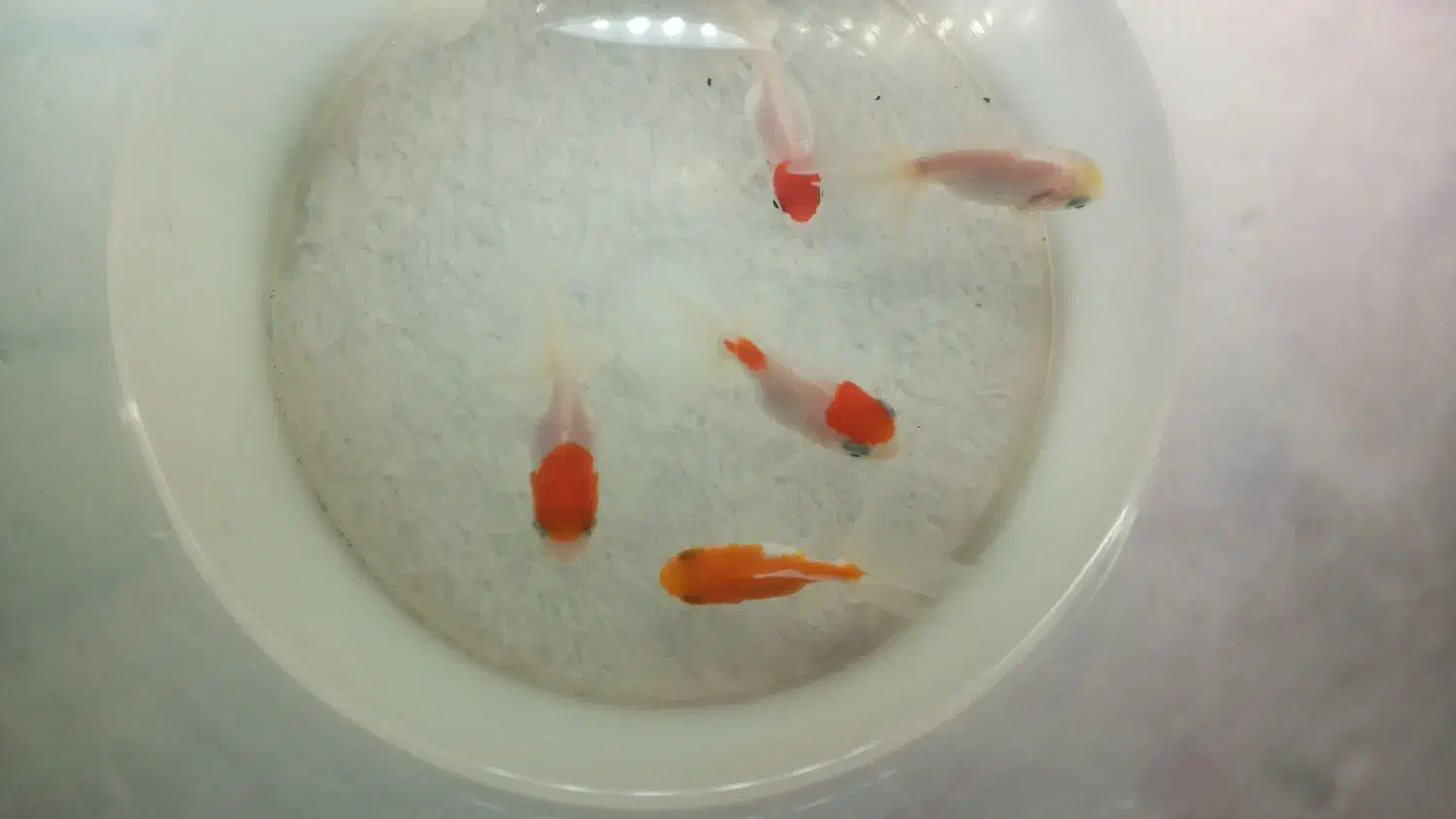 ماهی گلدفیش تاج دار|ماهی|کاشان, گارزگاه|دیوار