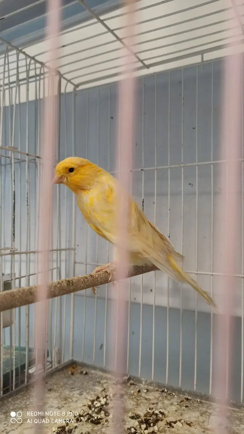 قناری نر مست مست شلاقی|پرنده|اصفهان, آبشار|دیوار