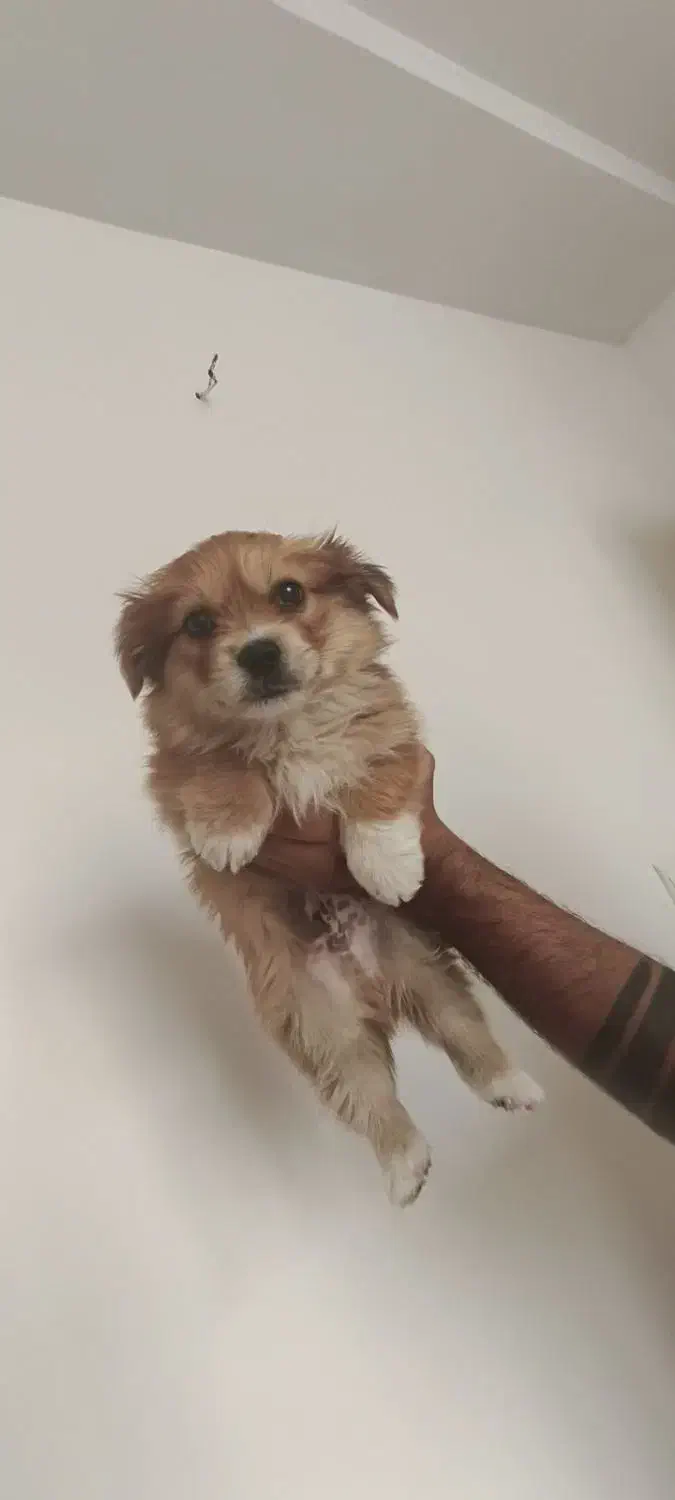 پامر عروسکی نر ۲ماهه|سگ|مشکین‌دشت, |دیوار