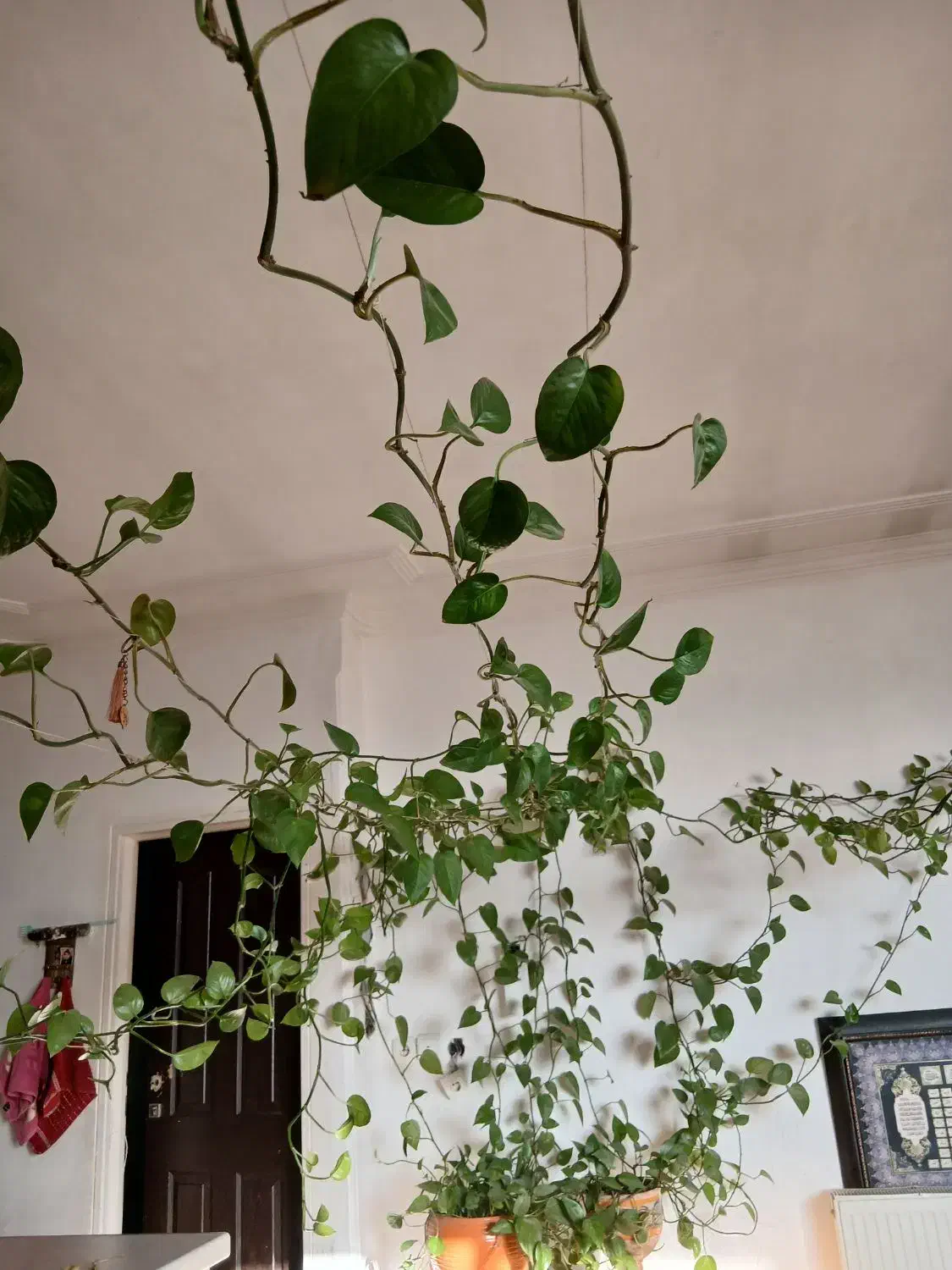 گل وگیاه|گل و گیاه طبیعی|قم, پردیسان|دیوار