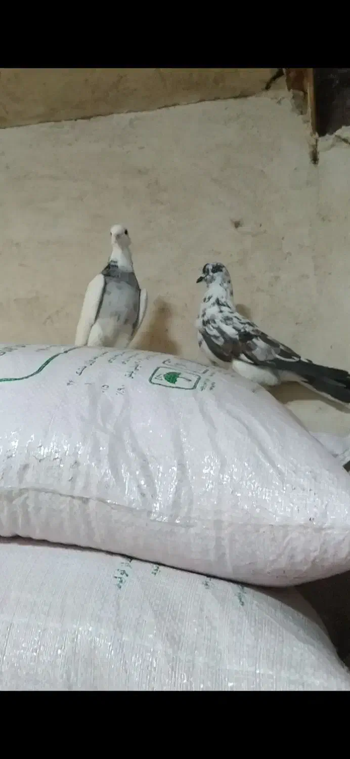 چند کبوتر گمشده|پرنده|نورآباد, |دیوار