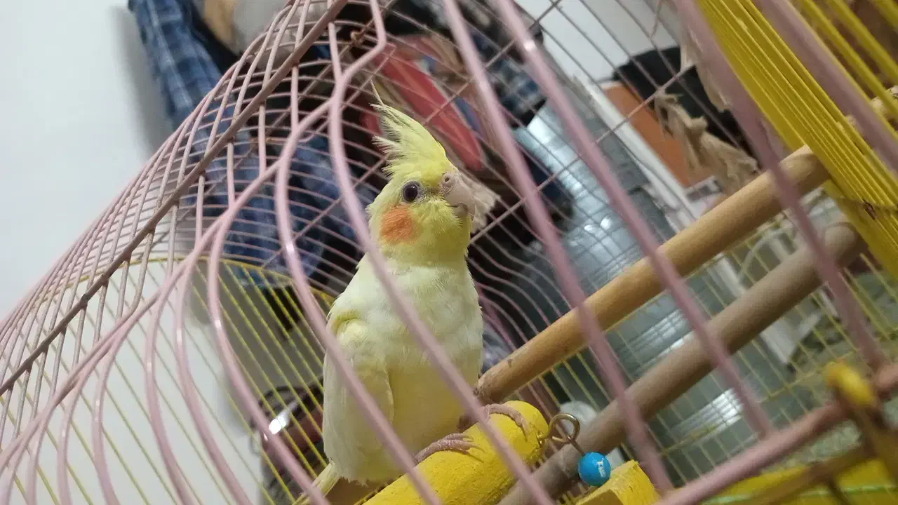 عروس هلندی|پرنده|املش, |دیوار