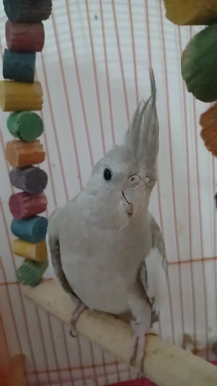 عروس هلندی|پرنده|دهلران, |دیوار