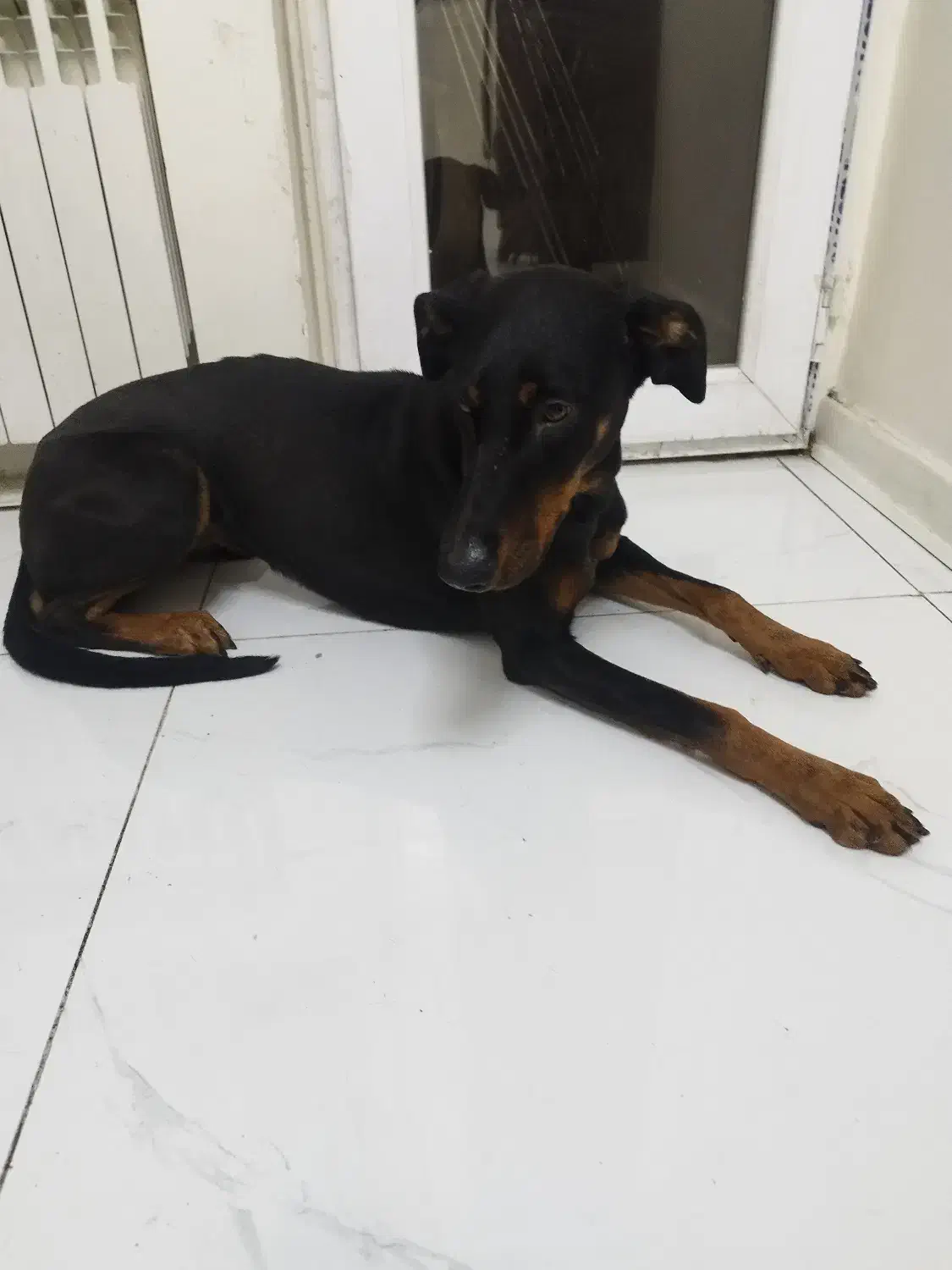 سگ دوبرمن|سگ|تهران, خواجه نظام الملک|دیوار