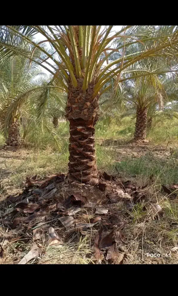 رامشیر.|خدمات باغبانی و درختکاری|رامشیر, |دیوار