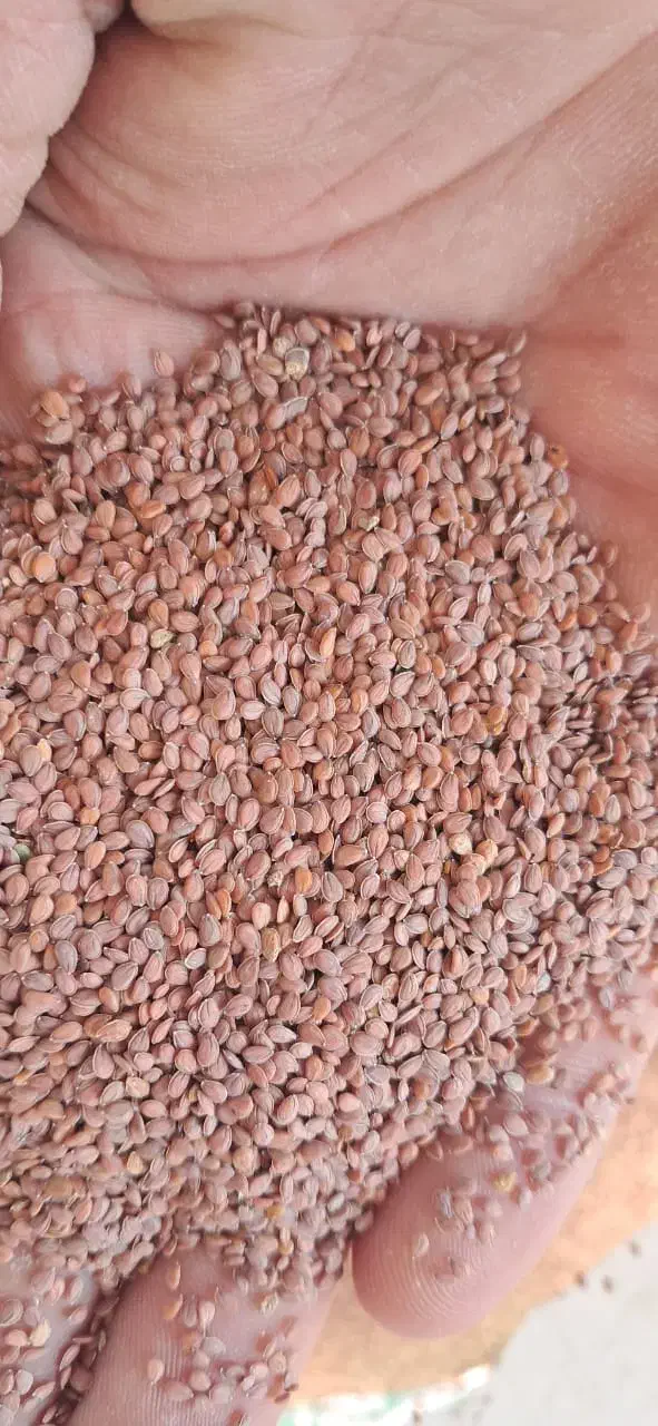 قدومه تمیز|خوردنی و آشامیدنی|مرودشت, مجد آباد|دیوار