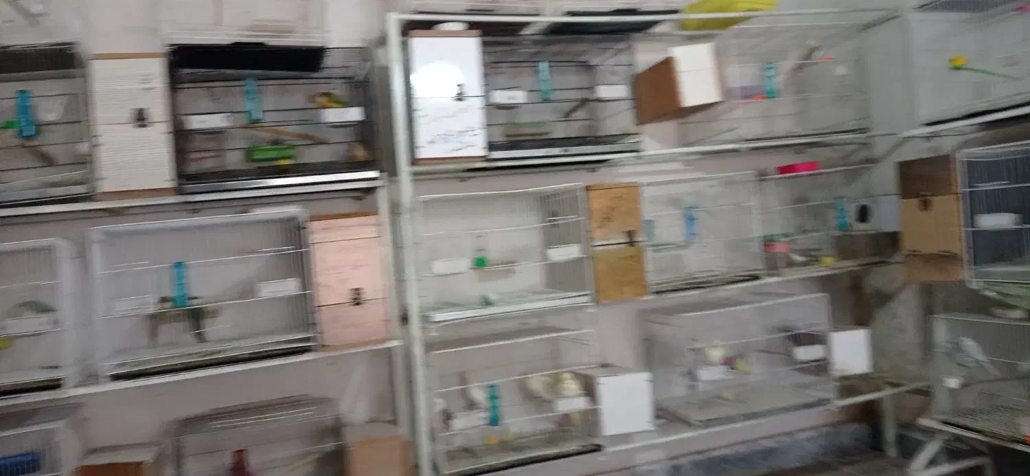 واگذاری پرنده فروشی وکلی لوازم جانبی قفس وپایه|پرنده|تربت‌حیدریه, شهرک ولیعصر|دیوار