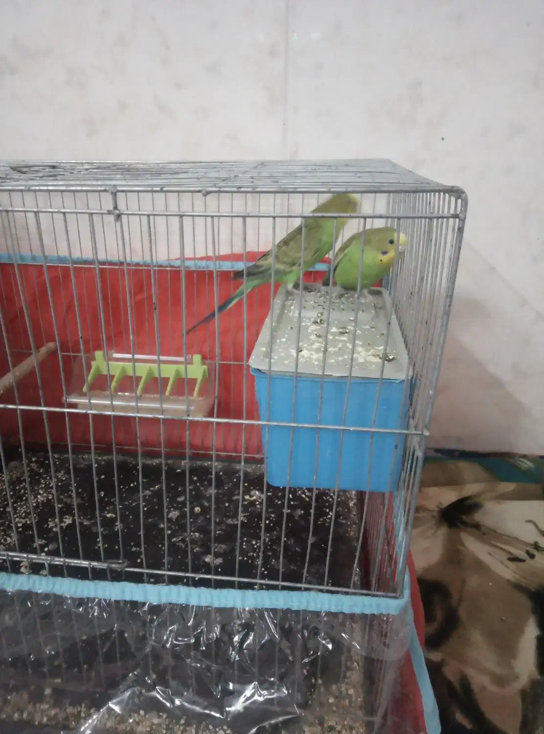 مرغ عشق|پرنده|سبزوار, جهاد کشاورزی|دیوار