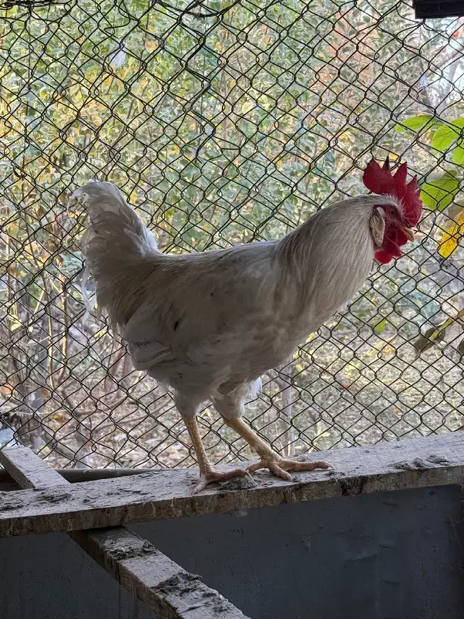 خروس محلی و خروس برهما|حیوانات مزرعه|مشکین‌دشت, |دیوار