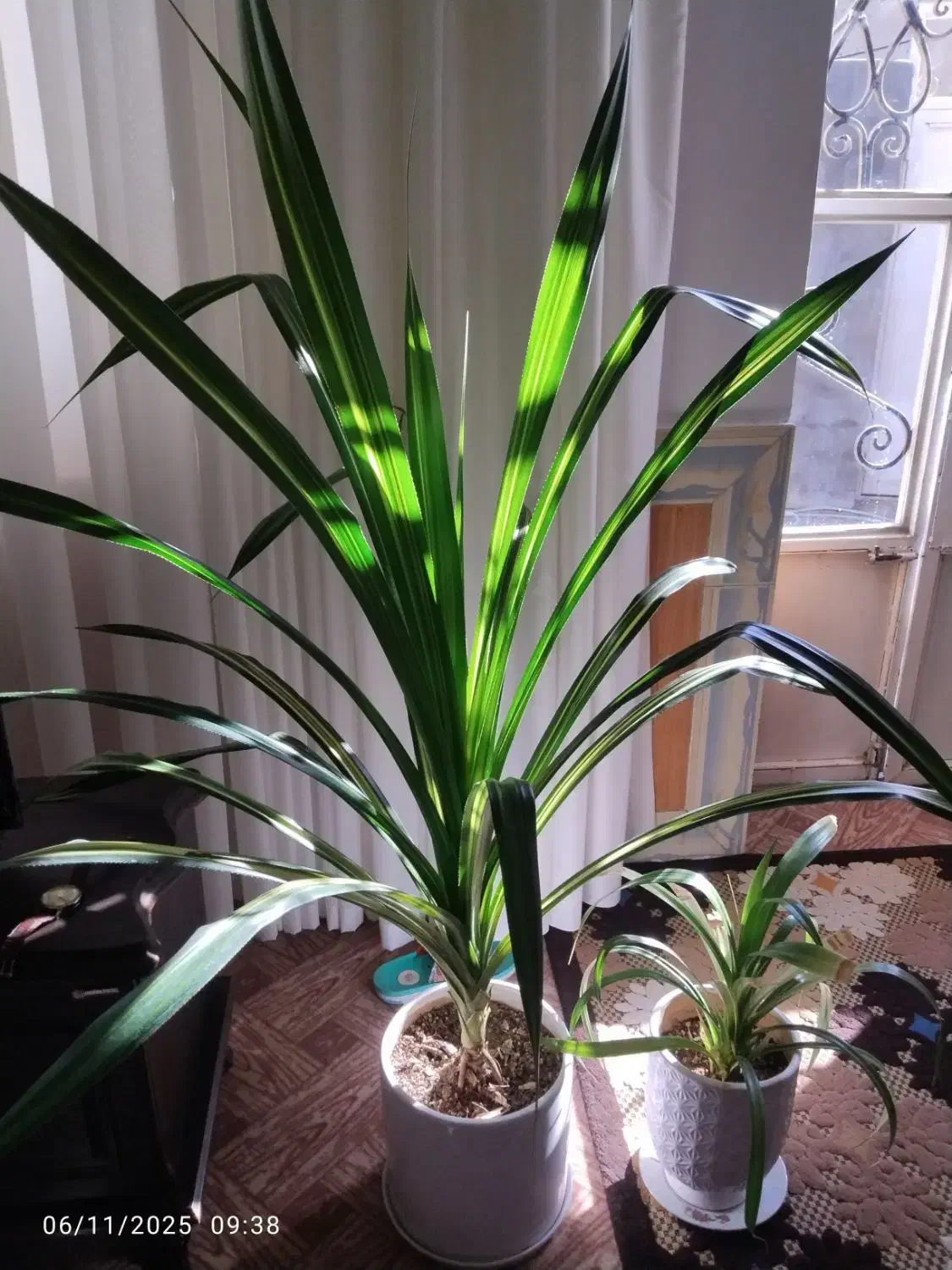 گل طبیعی پاندانوس|گل و گیاه طبیعی|شاهین دژ, |دیوار