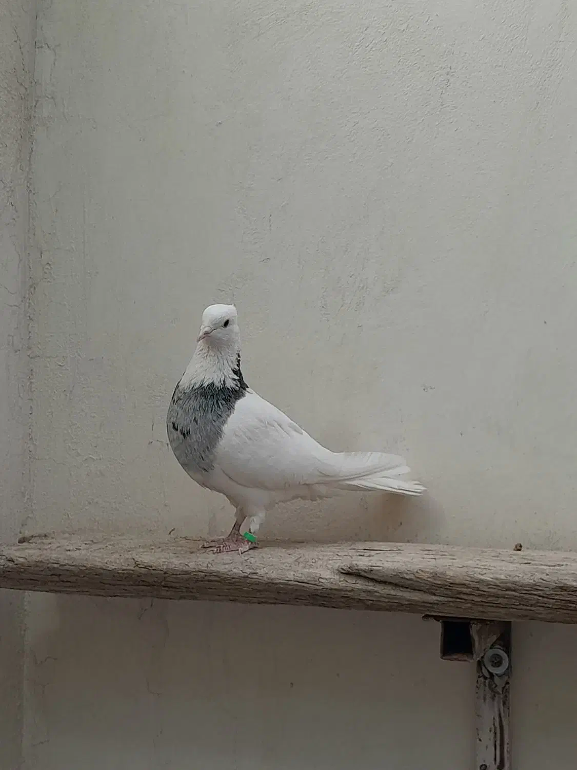 کبوتر طوقی|پرنده|خمینی‌شهر, |دیوار